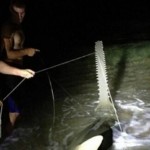 Sawfish Caught In Southern Florida