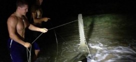 Sawfish Caught In Southern Florida