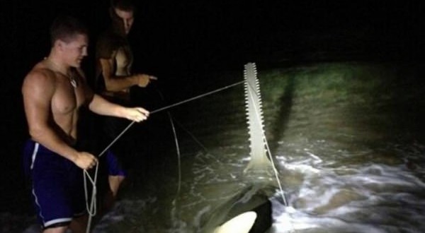 Sawfish Caught In Southern Florida (Video)
