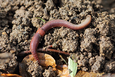 Alberta researchers track invasive earthworms