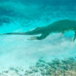 Ancient long-necked 'sea monsters' rowed their way to prey, Report