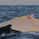 Australia: Experts fear skin cancer for rare white whale