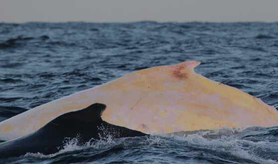 Australia: Experts fear skin cancer for rare white whale
