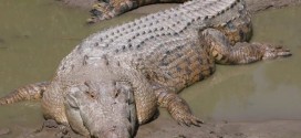 Australia: Human remains found in large croc