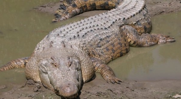 Human remains found in Crocodile (video)