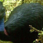 Australian researchers discover new animal species in PNG