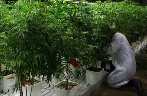 BC Medical pot farms won't get property tax break