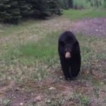 Bear scares joggers into retreat