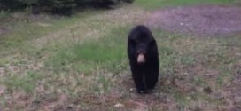 Bear scares joggers into retreat