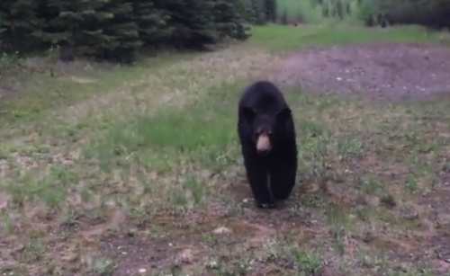 Bear scares joggers into retreat (Video)