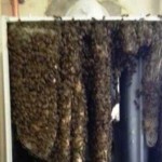 Bee hive found inside boiler in Littleport
