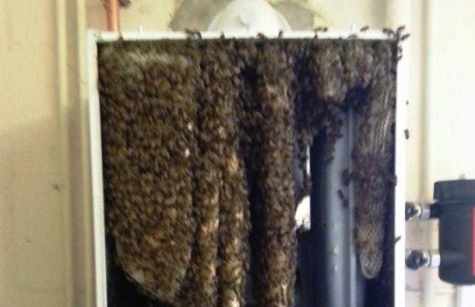 Bee hive found inside boiler in Littleport (Photo)