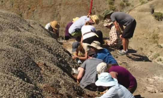 Canada : Fossils From Forest Fire Capture Dinosaurs' Final Days