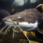 Chicago : Stocking of channel catfish good news for the CAWS