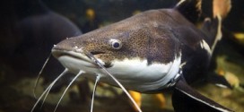 Chicago : Stocking of channel catfish good news for the CAWS