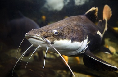 Chicago : Stocking of channel catfish good news for the CAWS