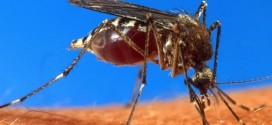 Researchers develop new Chikungunya vaccine