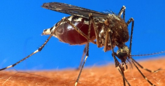 Chikungunya virus spreads through Caribbean to Cuba, Report