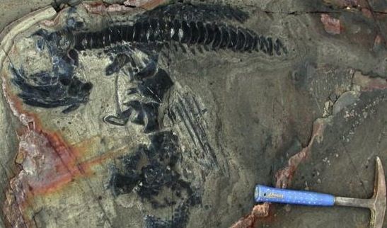 Chile national park yields fossil treasure trove