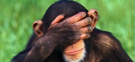 Chimps Outwit Humans in Games of Strategy, Study