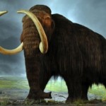Climate Not Responsible for Large Mammal Extinction, research