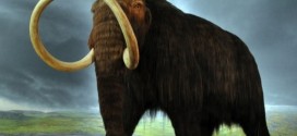 Climate Not Responsible for Large Mammal Extinction, research