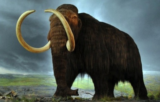 Climate Not Responsible for Large Mammal Extinction, research