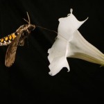 Different smells can prevent insects from pollinating, Study