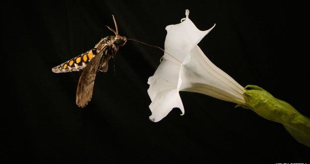 Different smells can prevent insects from pollinating, Study