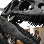 Dinosaurs Combined Warm and Cold Blood, New Study