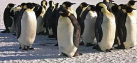 Emperor Penguin adapting the the climate change, Study