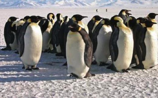 Emperor Penguin adapting the the climate change, Study
