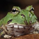 Frog Tongues Lift 1.4 Times Body Weight, Study