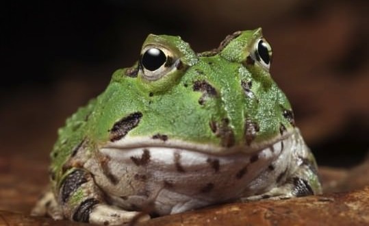 Frog Tongues Lift 1.4 Times Body Weight, Study