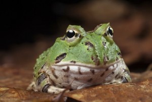 Frog Tongues Lift 1.4 Times Body Weight, Study