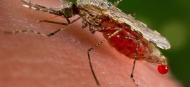 GM mosquitoes open up new front in war on malaria, Study