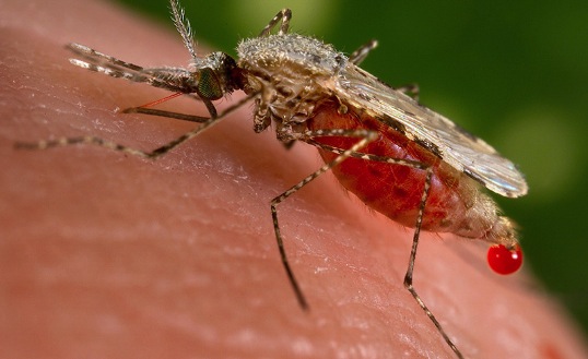 GM mosquitoes open up new front in war on malaria, Study