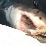 'Great White' Shark Leaves Boat Owner Stunned