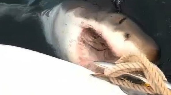 'Great White' Shark Leaves Boat Owner Stunned