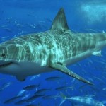 Great white sharks are surging in number, Report