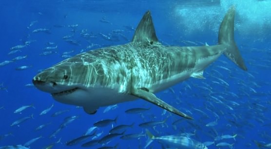 Great white sharks are surging in number, Report
