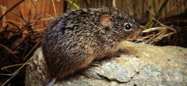 Hantavirus causes death of Saskatchewan resident, Report