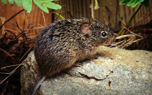 Hantavirus causes death of Saskatchewan resident, Report