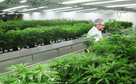 Health Canada : New Rules Will Force Pot Producers To Turn Over Patient Info