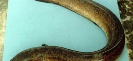 Japan eel on species red list, Report