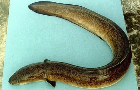 Japan eel on species red list, Report