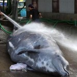 Japan kills 30 whales in first hunt since ruling to halt, Report