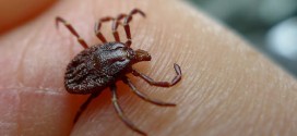 Lyme disease : Prevention and Treatment