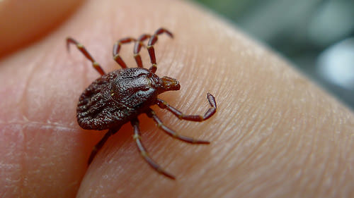 Lyme disease : Prevention and Treatment