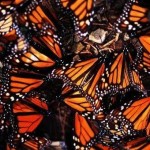 Monarch butterfly decline linked to spread of GM crops, New Study